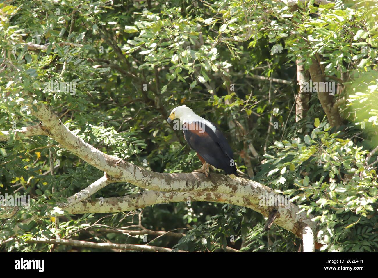 Der afrikanische Fischadler auf einem Ast eines Baumes Stockfoto