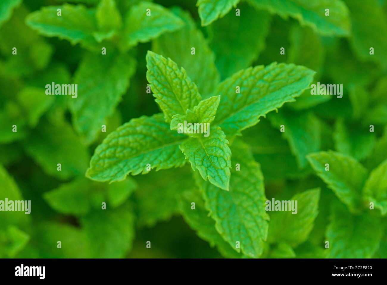 Pflanzen und natur Fotos und Bildmaterial in hoher Auflösung Alamy