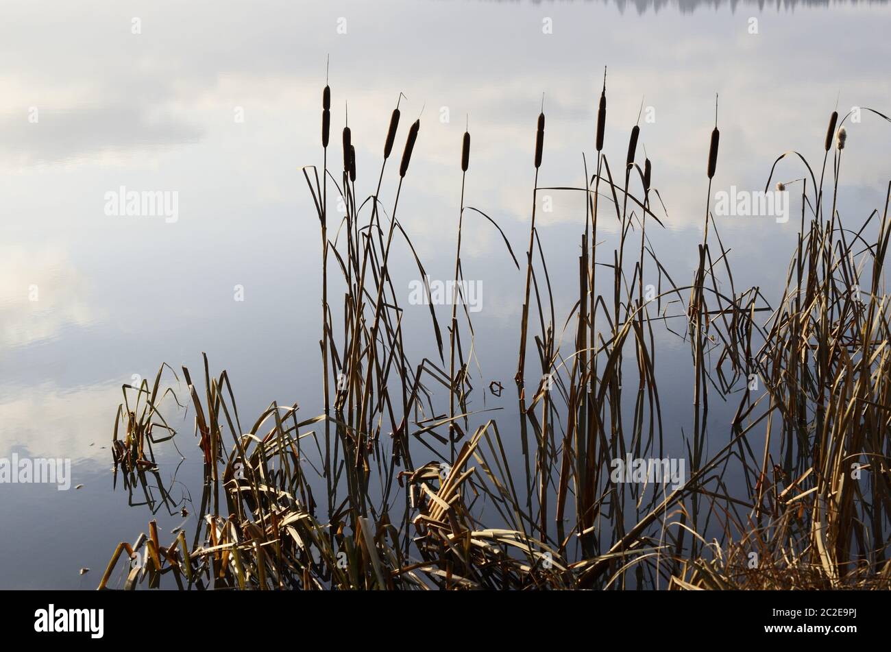 Schilf und Weite des Sees im Nebel Stockfoto