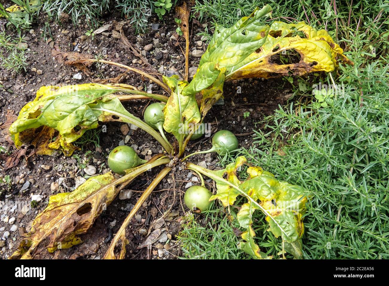 Mandrake Mandragora fruchtende, verblassende Blätter Stockfoto