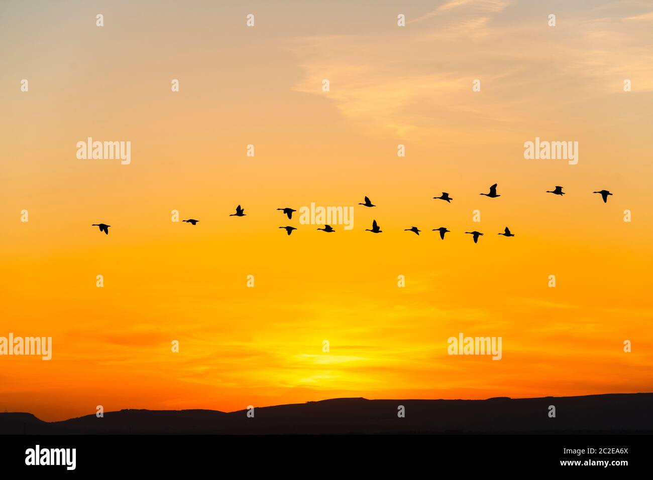 Silhouette von Gänsen, die bei Sonnenuntergang über der Severn-Mündung fliegen. Stockfoto