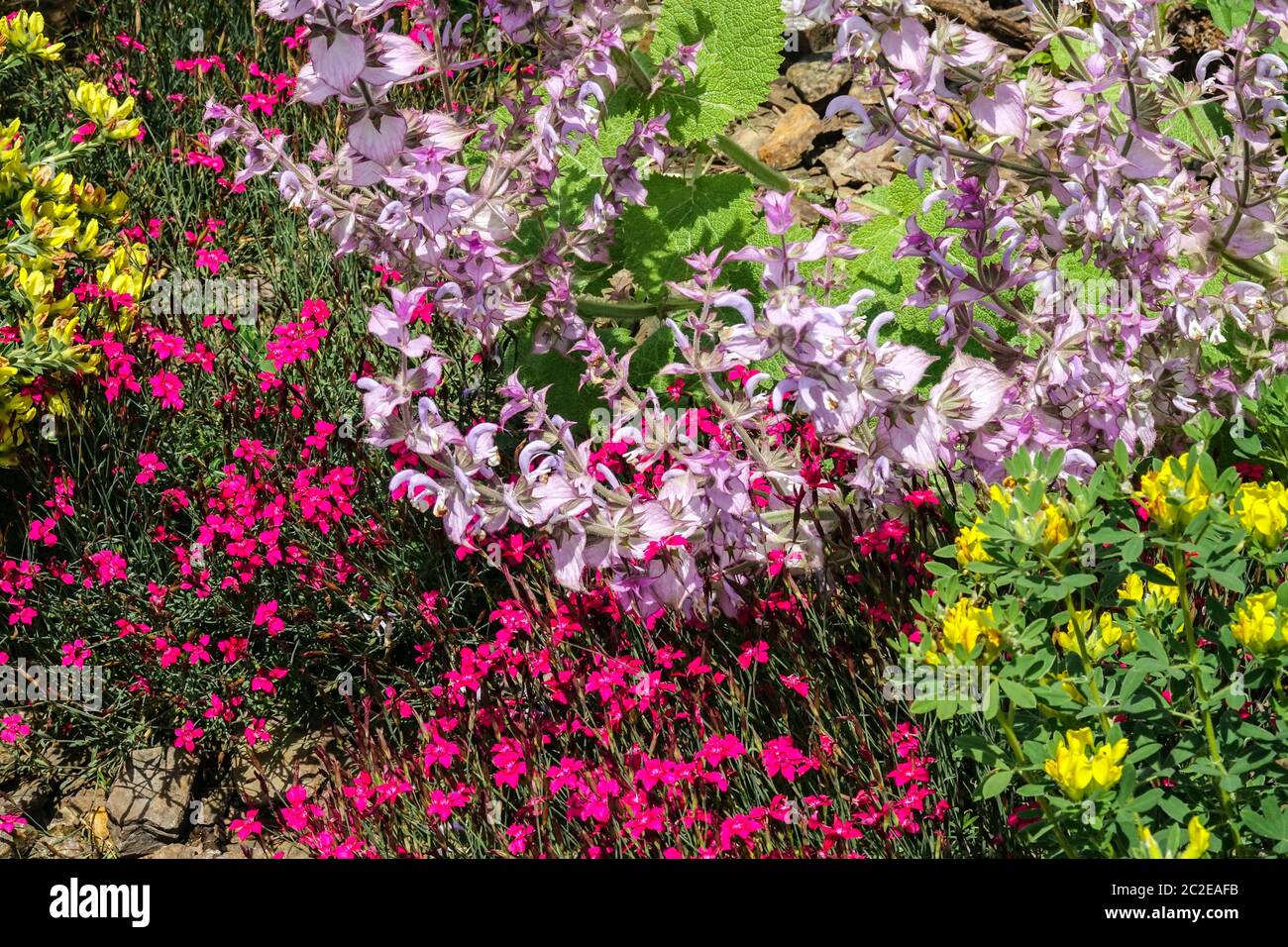 Roter Dianthus Rubin Salvia sclarea Stockfoto