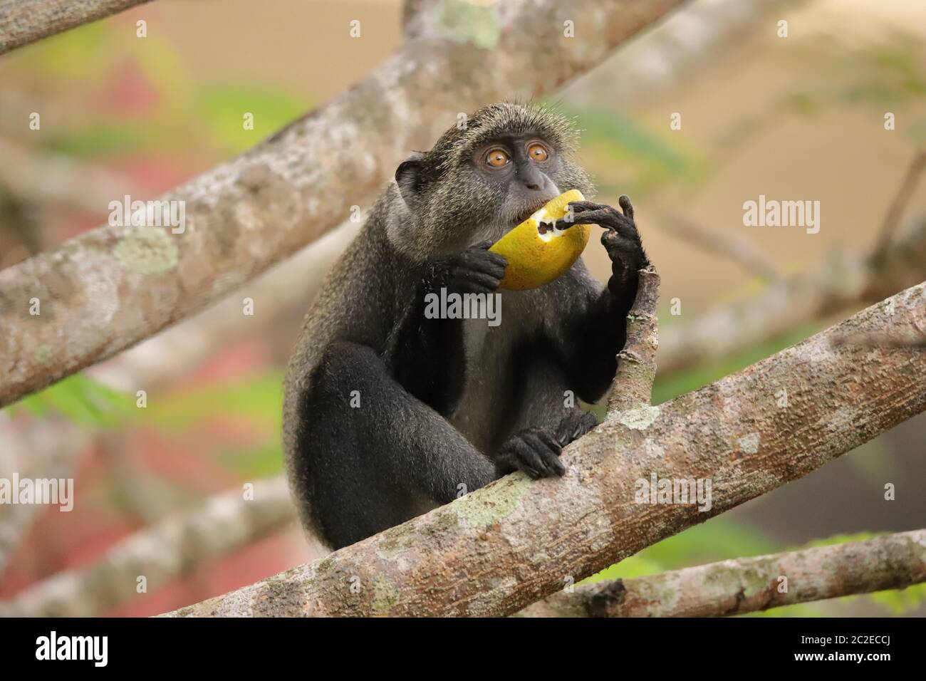 Sykes Affe hält eine Frucht mit beiden Händen zu essen. Stockfoto