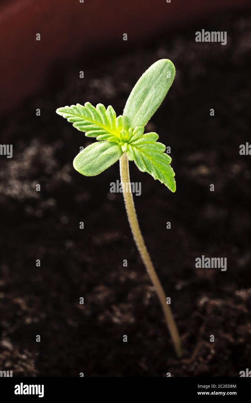 Cannabis zu Hause. Junge Pflanze Hanf Smling mit die erste echte und  cotileydon Bltter Stockfotografie - Alamy