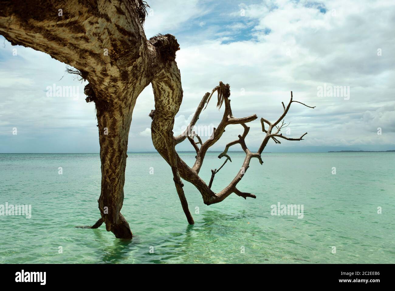 Nahaufnahme eines toten, gefallenen Baumes, der in türkisfarbenes Wasser reicht, am Strand von Cayo Zapatilla #1 Insel, Provinz Bocas del Toro, Panama. Oktober 2018 Stockfoto