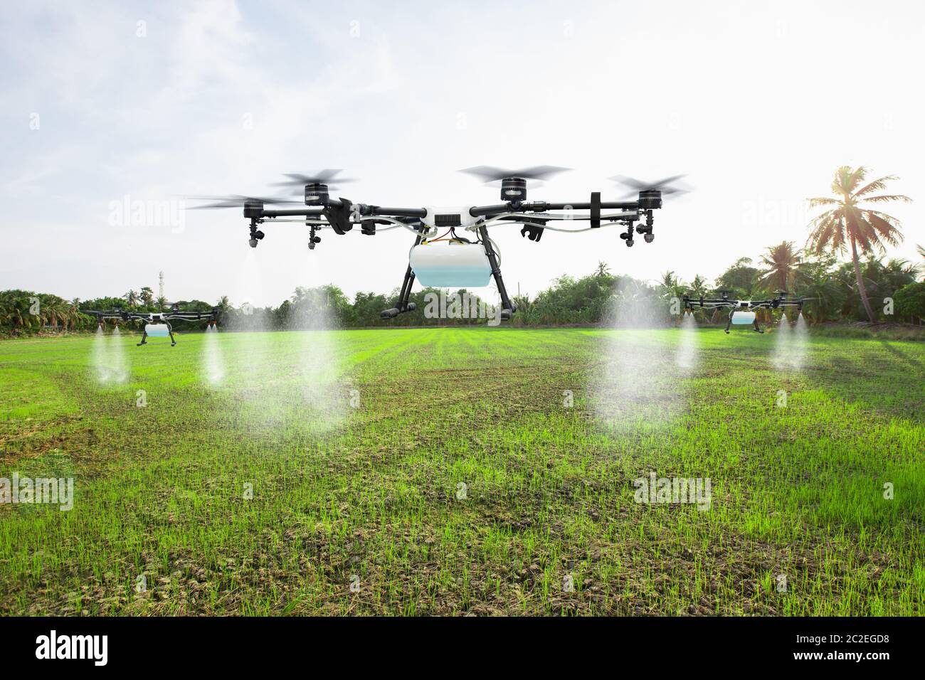 Landwirtschaft Drohne fliegen Dünger auf den Reisfeldern zu sprühen Stockfoto