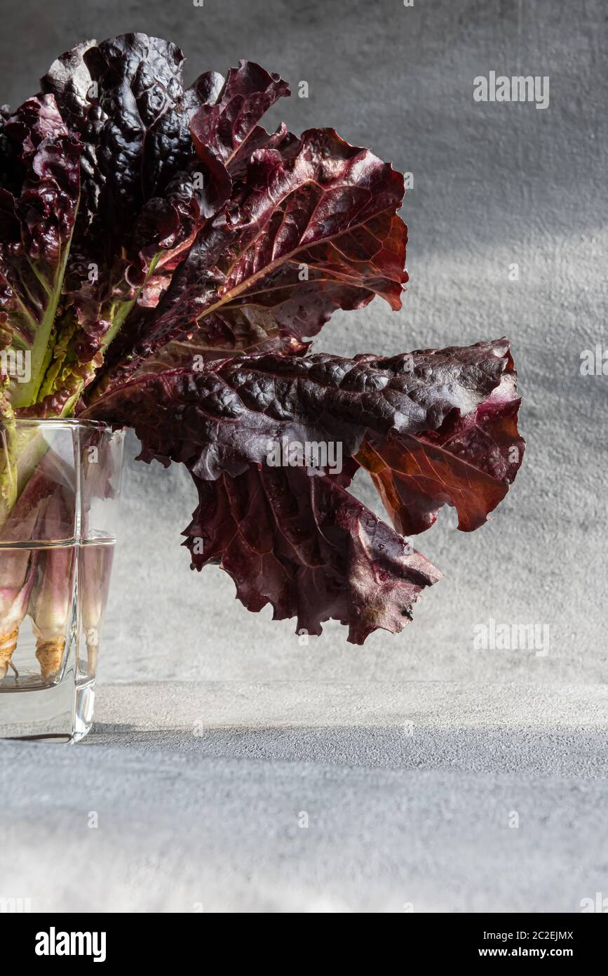 Nahaufnahme von frisch geernteten leuchtend roten Salatblättern in quadratischem Glas, gefüllt mit sauberem Wasser. Vertikaler strukturierter grauer Hintergrund mit Kopierbereich. Er Stockfoto