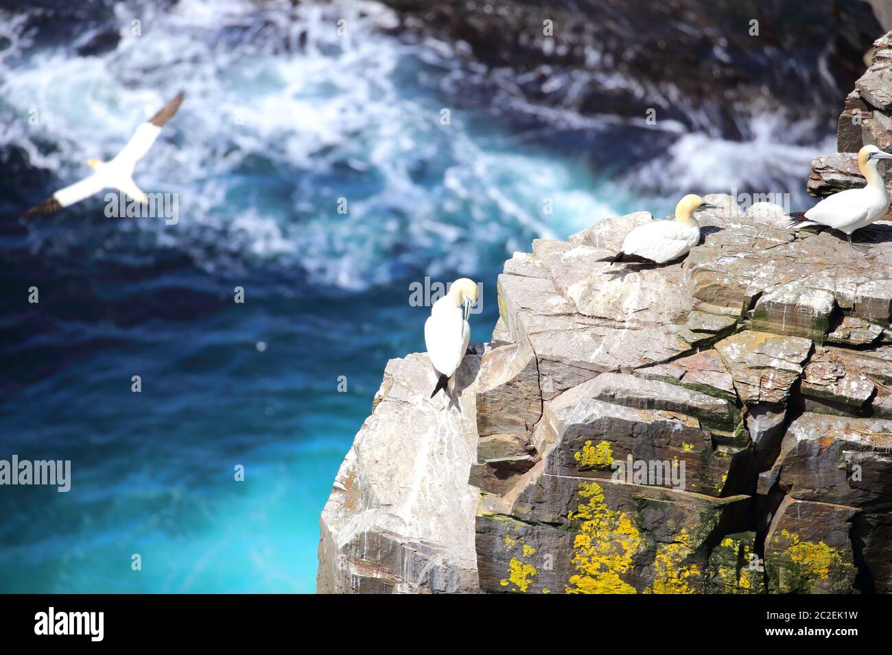 Eine einzelne Nördliche Gannet ruht auf Bird Rock, Neufundland, mit einem anderen Gannet im Fliegen, und andere ruhende Vögel im Hintergrund. Stockfoto