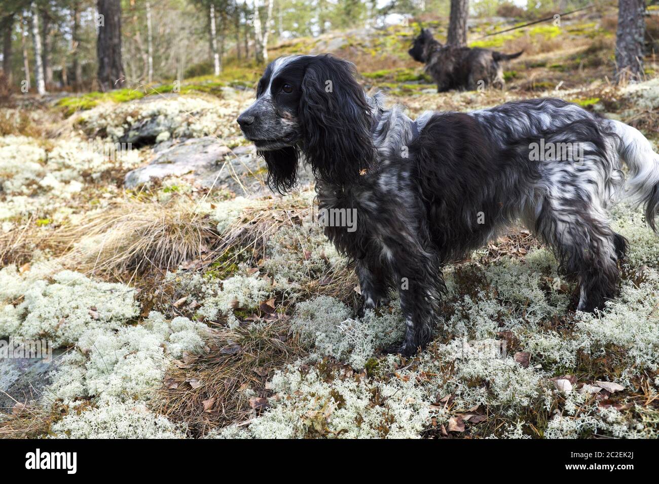 Spaniel und Cairn-Terrier im Frühlingswald auf der Jagd Stockfoto