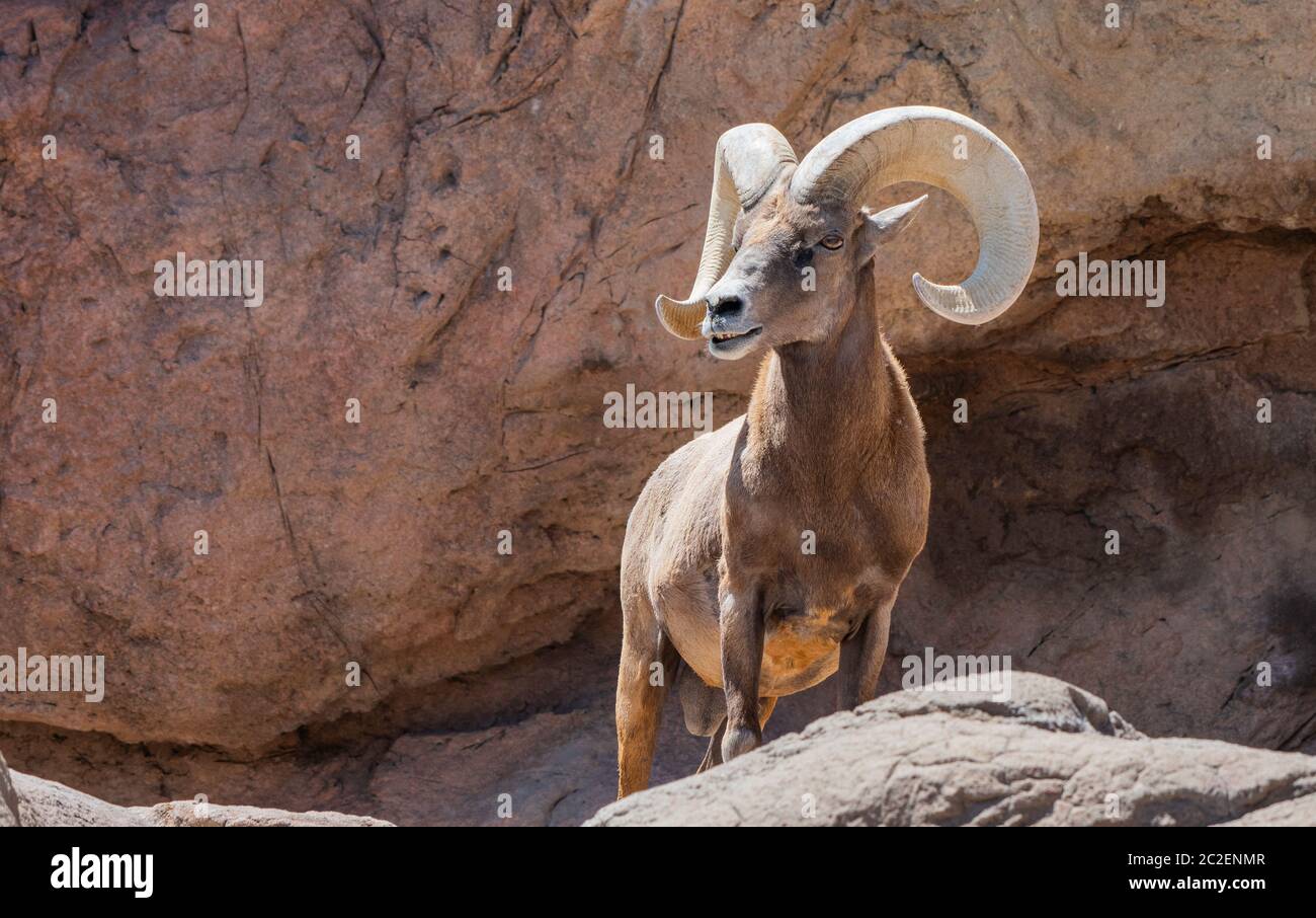 Desert Bighorn RAM, Ovis canadensis nelsoni, im Arizona-Sonora Desert Museum, in der Nähe von Tucson, Arizona. (Unverlierbar) Stockfoto