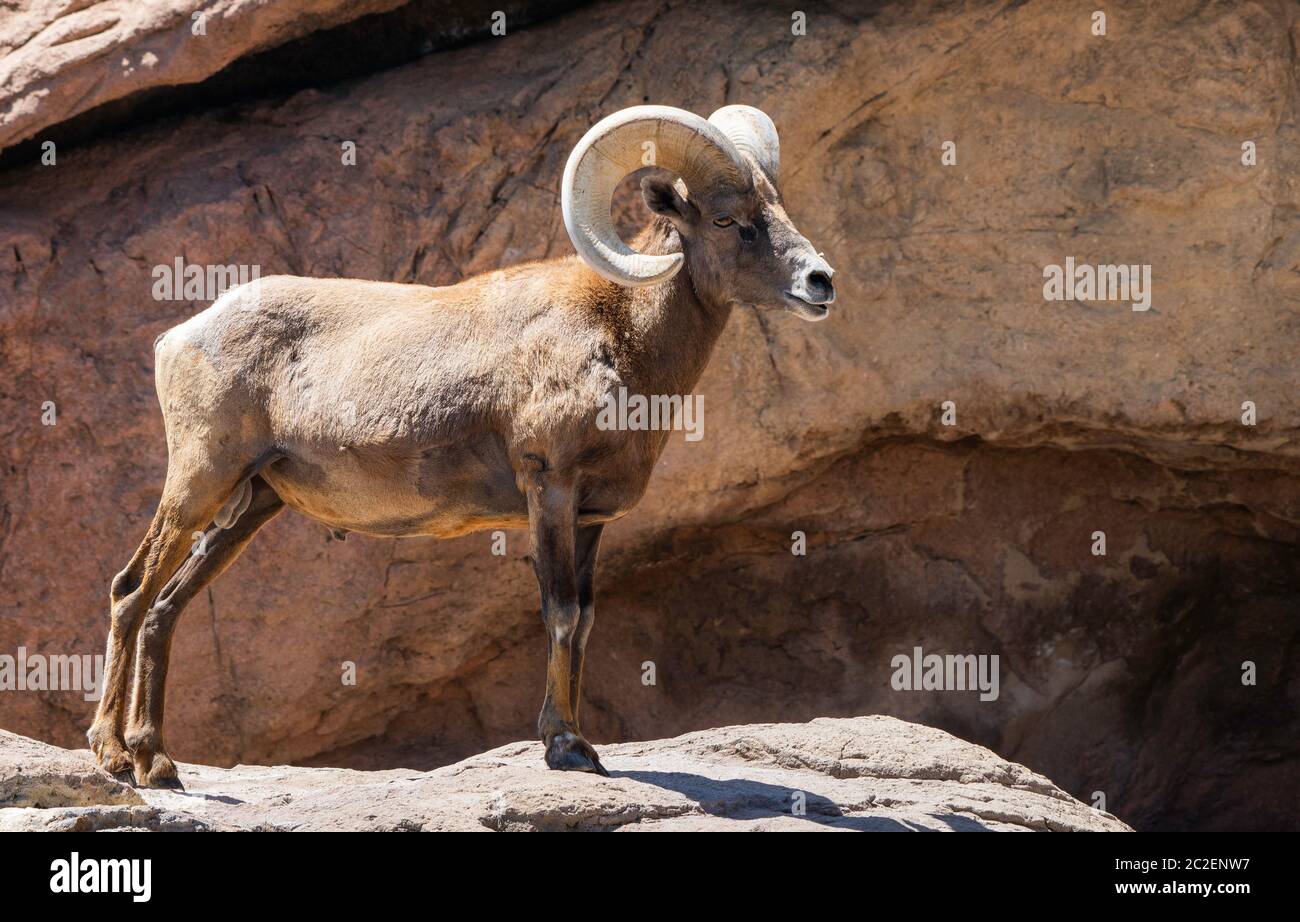 Desert Bighorn RAM, Ovis canadensis nelsoni, im Arizona-Sonora Desert Museum, in der Nähe von Tucson, Arizona. (Unverlierbar) Stockfoto