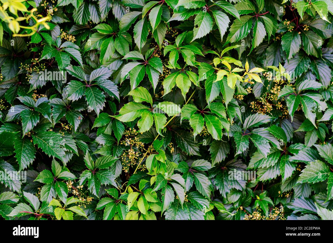 Zaun geflochten von glänzenden Blättern Maiden fünfblättrige Traube (Parthenocissus quinquefolia). Voller Rahmen von nassen bunten Blättern nach dem Sommerregen. Die natürliche Stockfoto