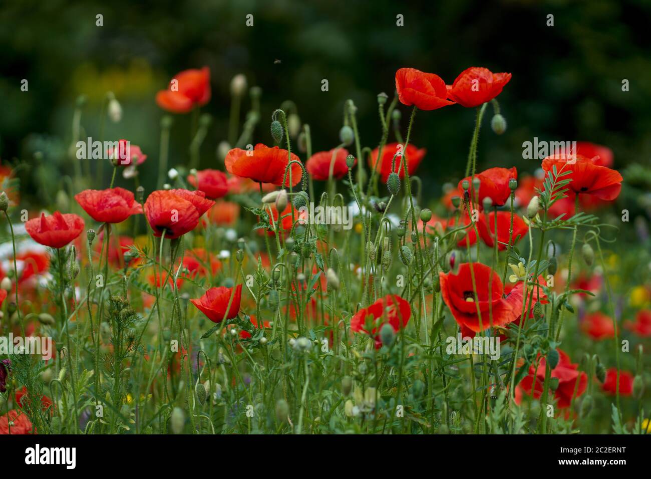 Blühender Mohn Papaver Rhoeas gemeiner Mohn, Maismohn, Maisrose, Feldmohn, Flandern Mohn, roter Mohn in voller Blüte Stockfoto
