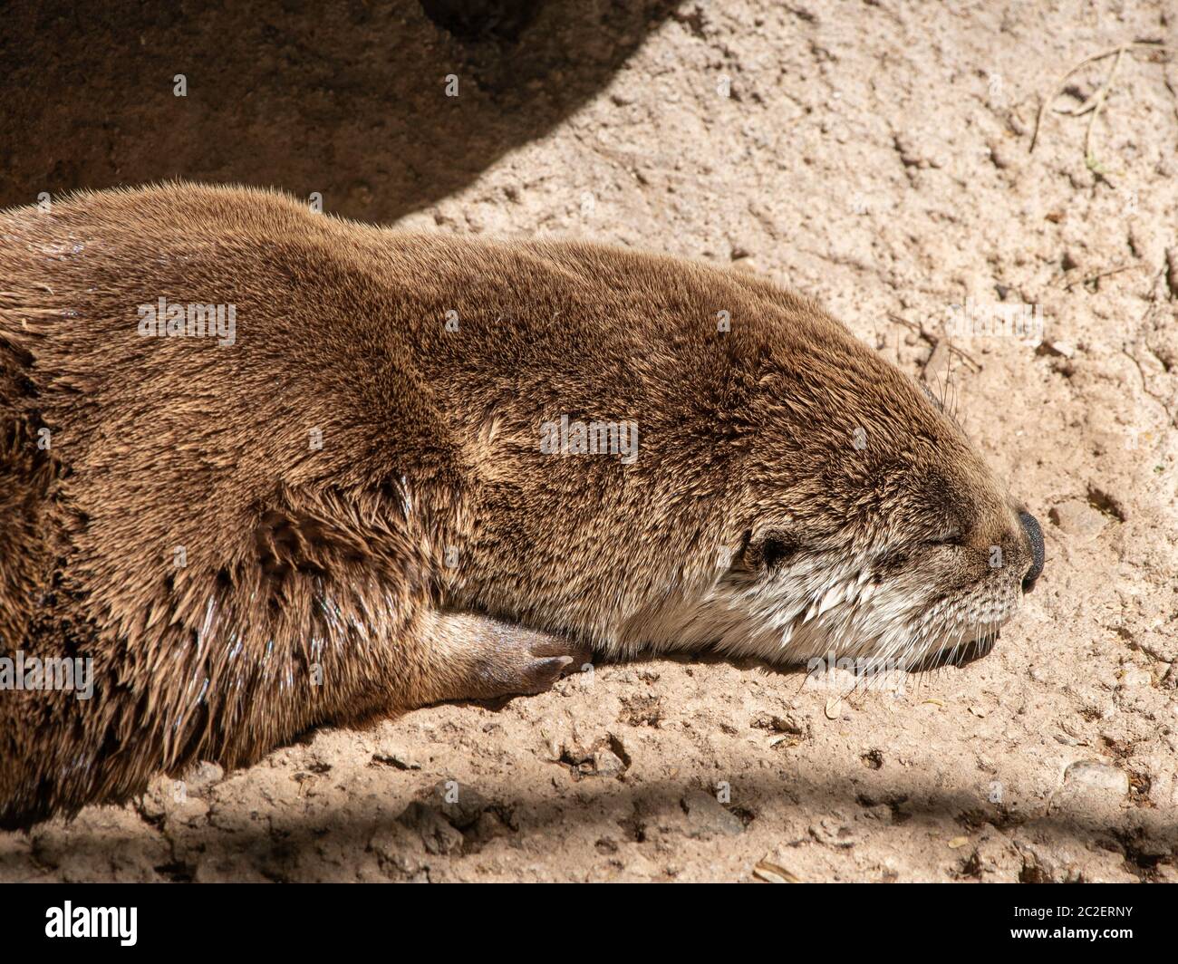 River Otter, Lutra canadensis, liegt auf einem Felsen im Arizona-Sonora Desert Museum, in der Nähe von Tucson, Arizona. (Unverlierbar) Stockfoto