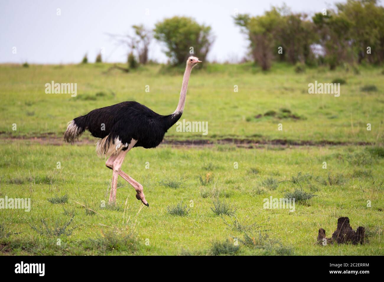 Ein Straußenvogel zieht von der Savanne in Kenia durch die Graslandschaft Stockfoto