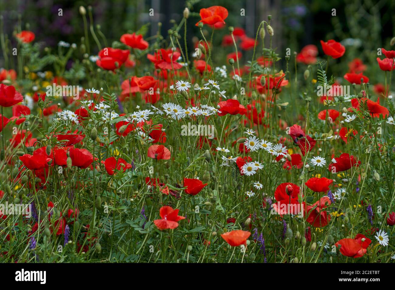 Blühender Mohn Papaver Rhoeas gemeiner Mohn, Maismohn, Maisrose, Feldmohn, Flandern Mohn, roter Mohn in voller Blüte Stockfoto