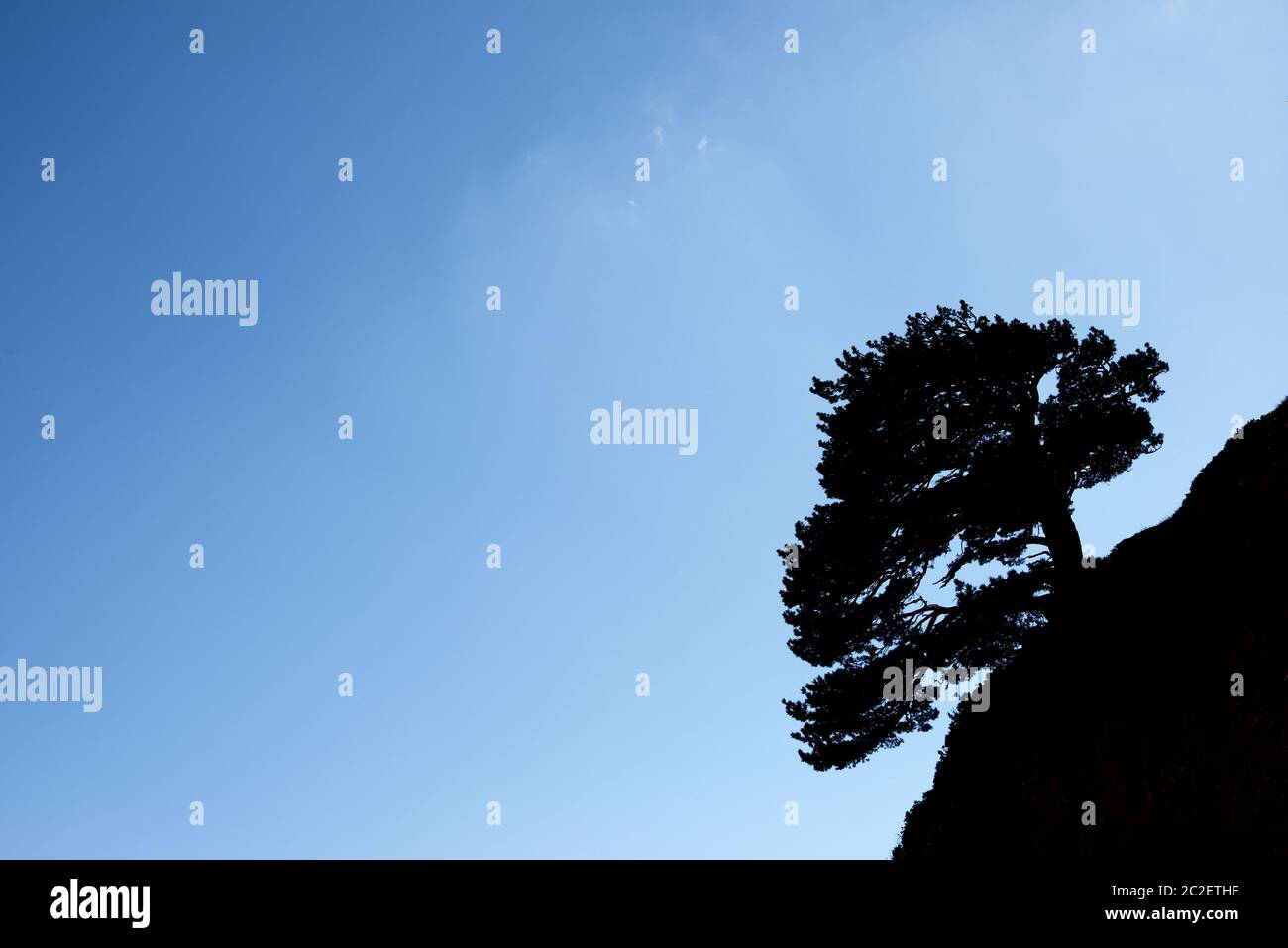 Silhouette Baum in Canfranc Valley, Pyrenäen, Provinz Huesca, Aragon, Spanien. Stockfoto