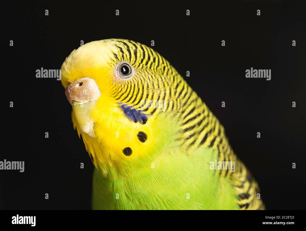 Süßer Sittich. Dies ist ein gelber und grüner Vogel. Es ist ein Vogelporträt Stockfoto