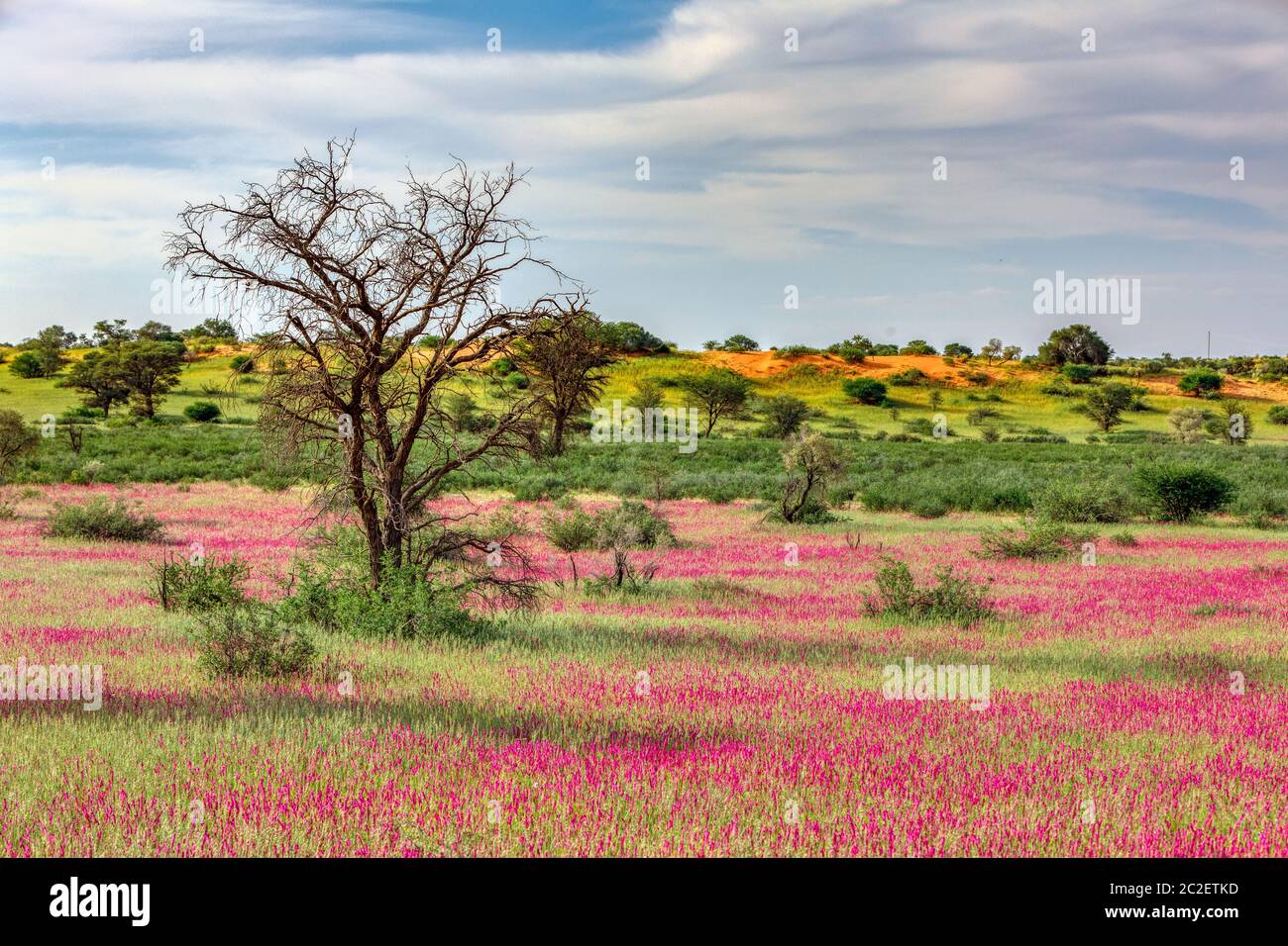 Violett blühende Kalahari Wüste nach der Regenzeit, Südafrika Wilderness Stockfoto