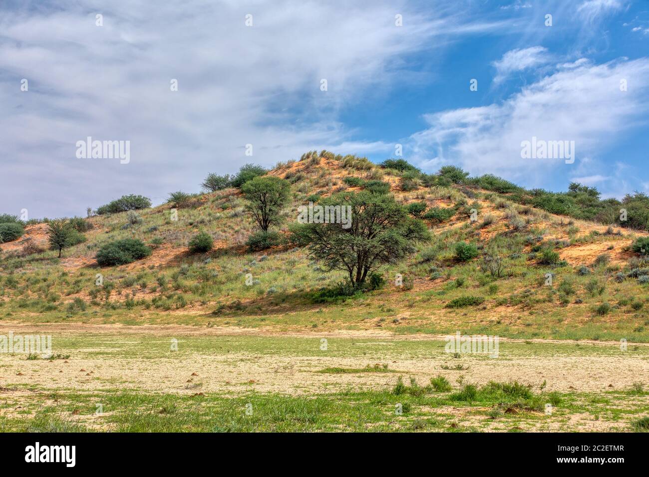 Green Kalahari Wüste nach der Regenzeit, Südafrika Wilderness Stockfoto