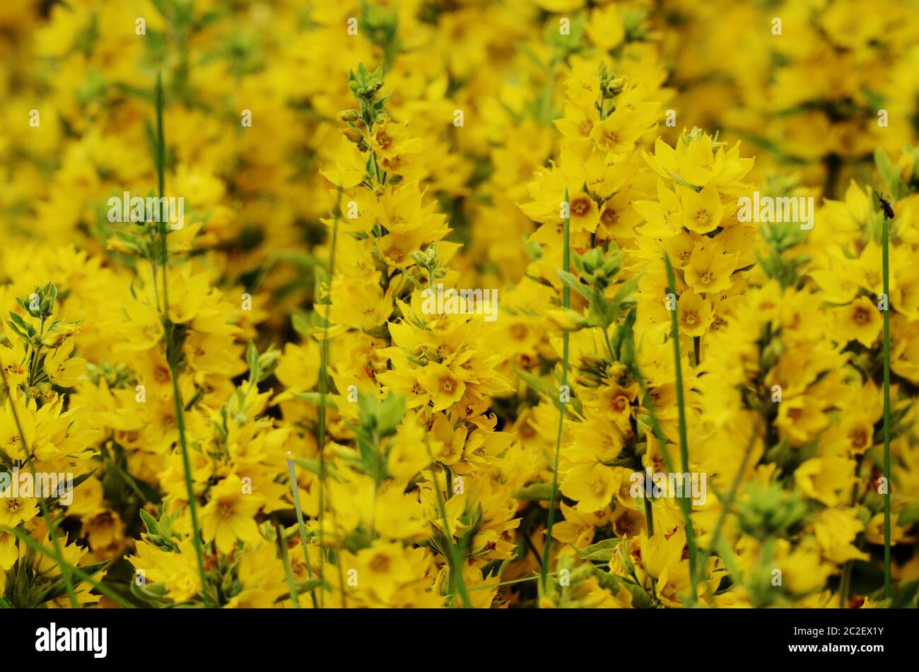 Gelbe Blüten im Sonnenlicht Stockfoto