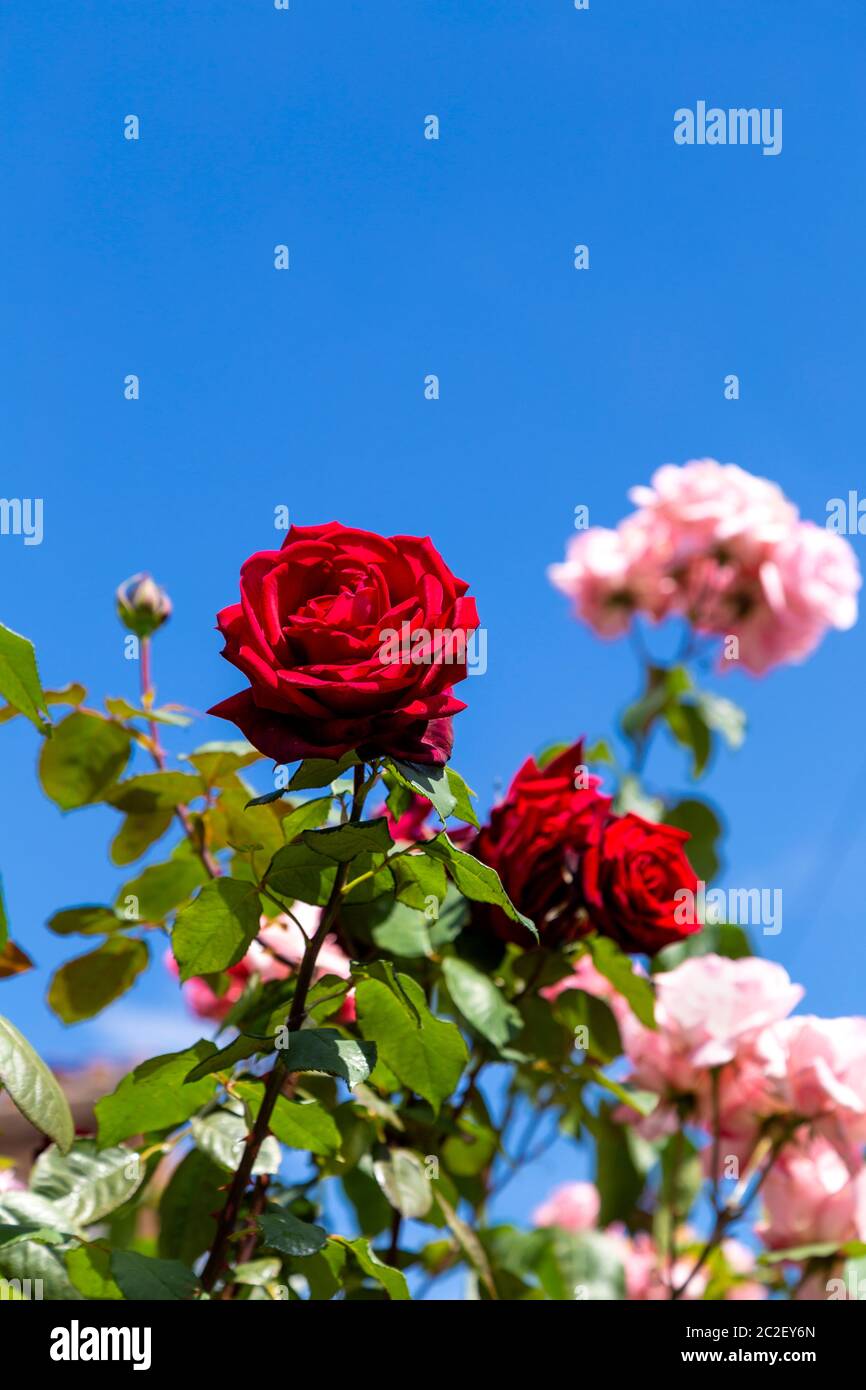 Rot und rosa Englische Rosen im Garten im Sommer Stockfoto