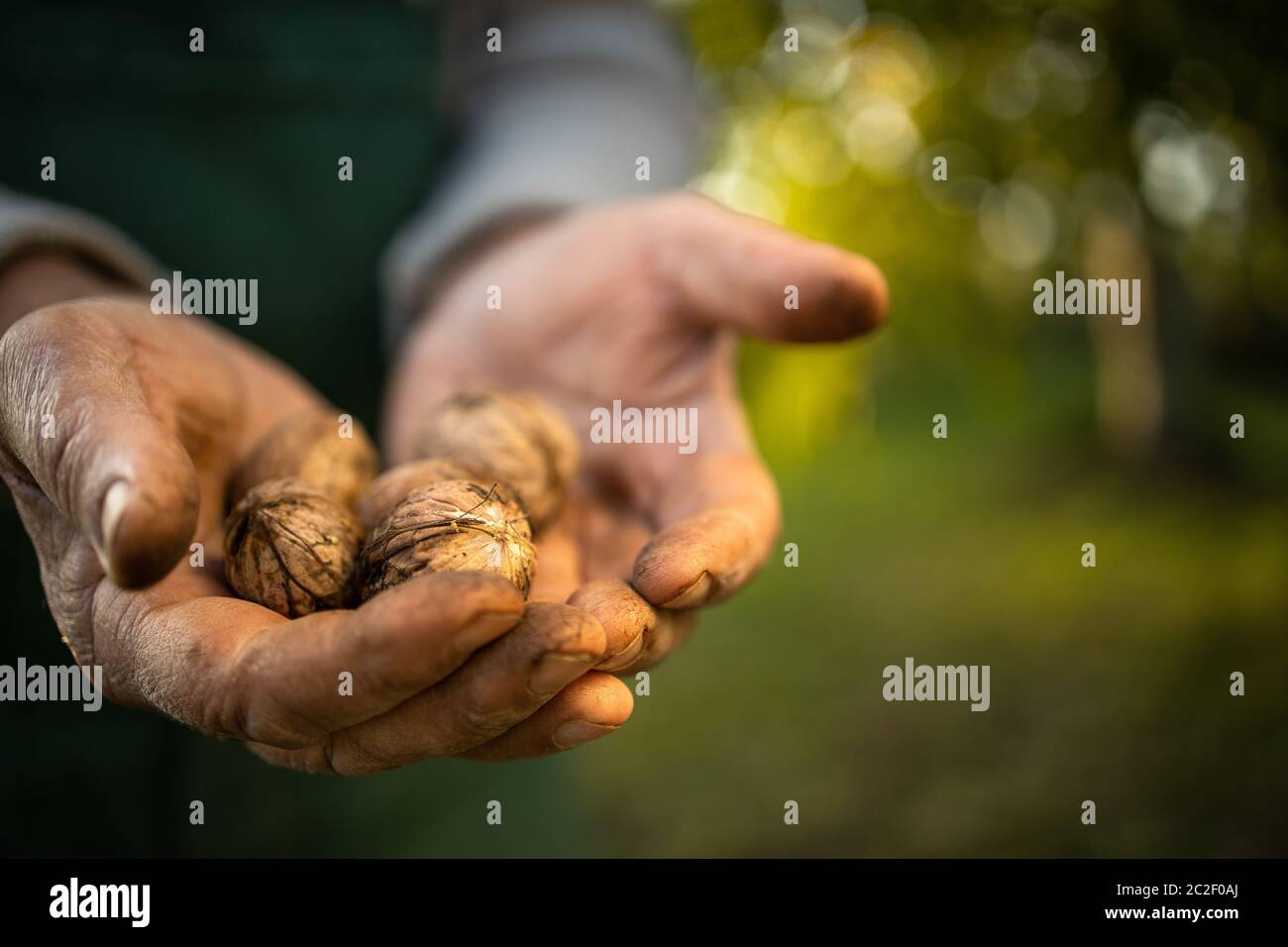 Senior gardenr Gartenarbeit in seine Permakultur Garten-Holding frisch geerntete Walnüsse in seine Hände Stockfoto