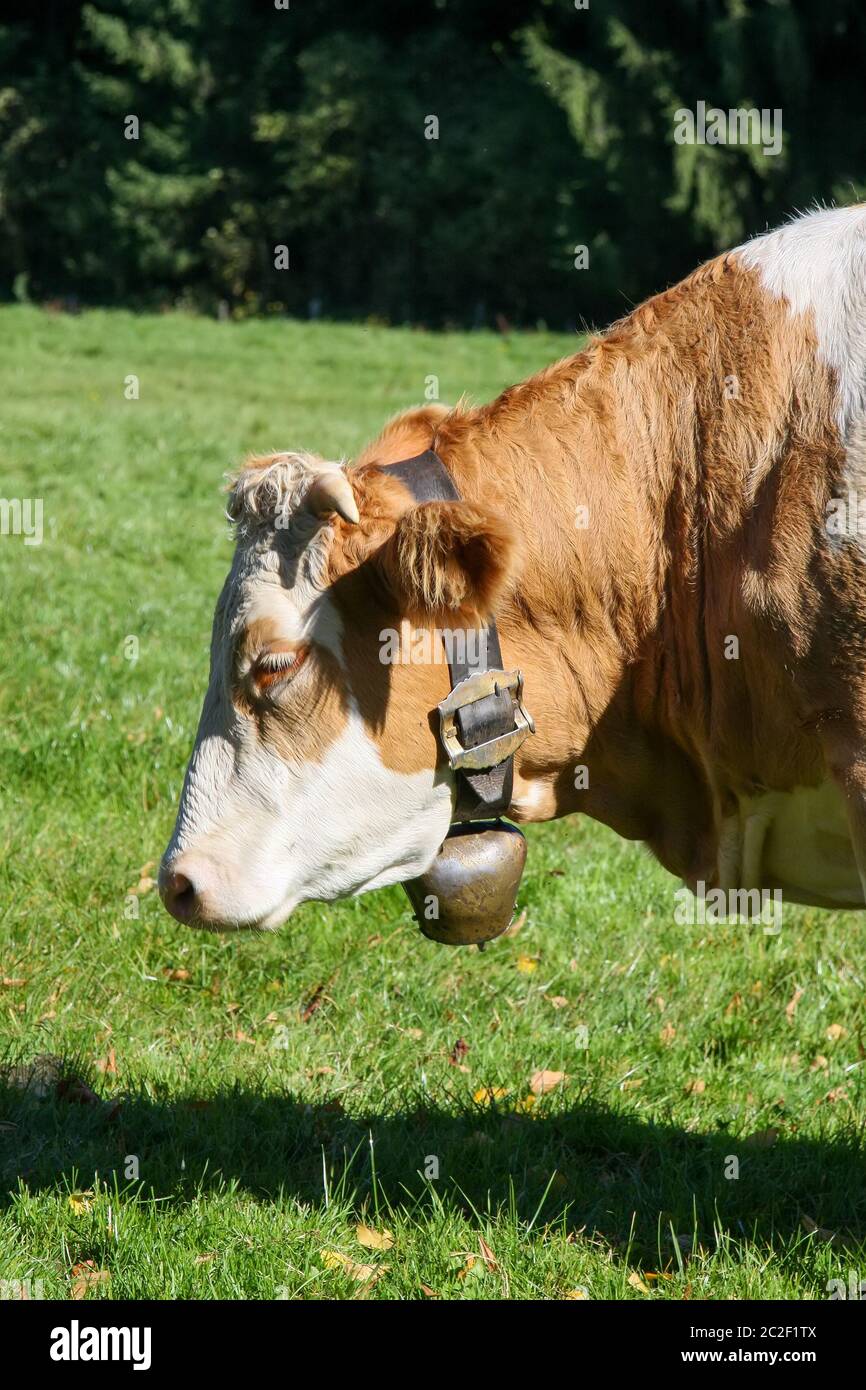 Kuh mit Glocke im grünen Gras Stockfoto