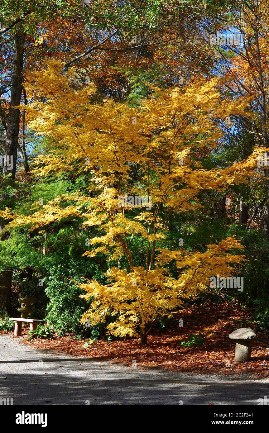 Japanischer Ahorn Acer mit gelben Blättern neben einer Parkbank im frühen Herbst, Anfang der Herbstsaison Stockfoto
