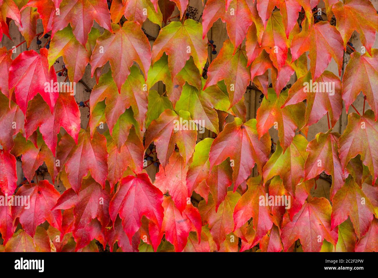 Bunte Herbstblätter in rot und grün Stockfoto