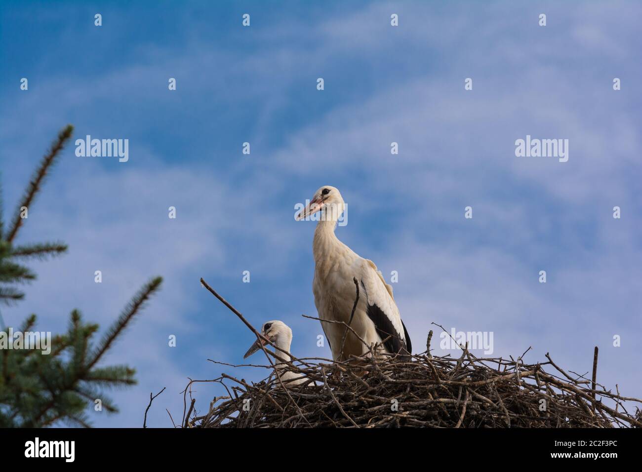 Ein Storch in seinem Nest Stockfoto