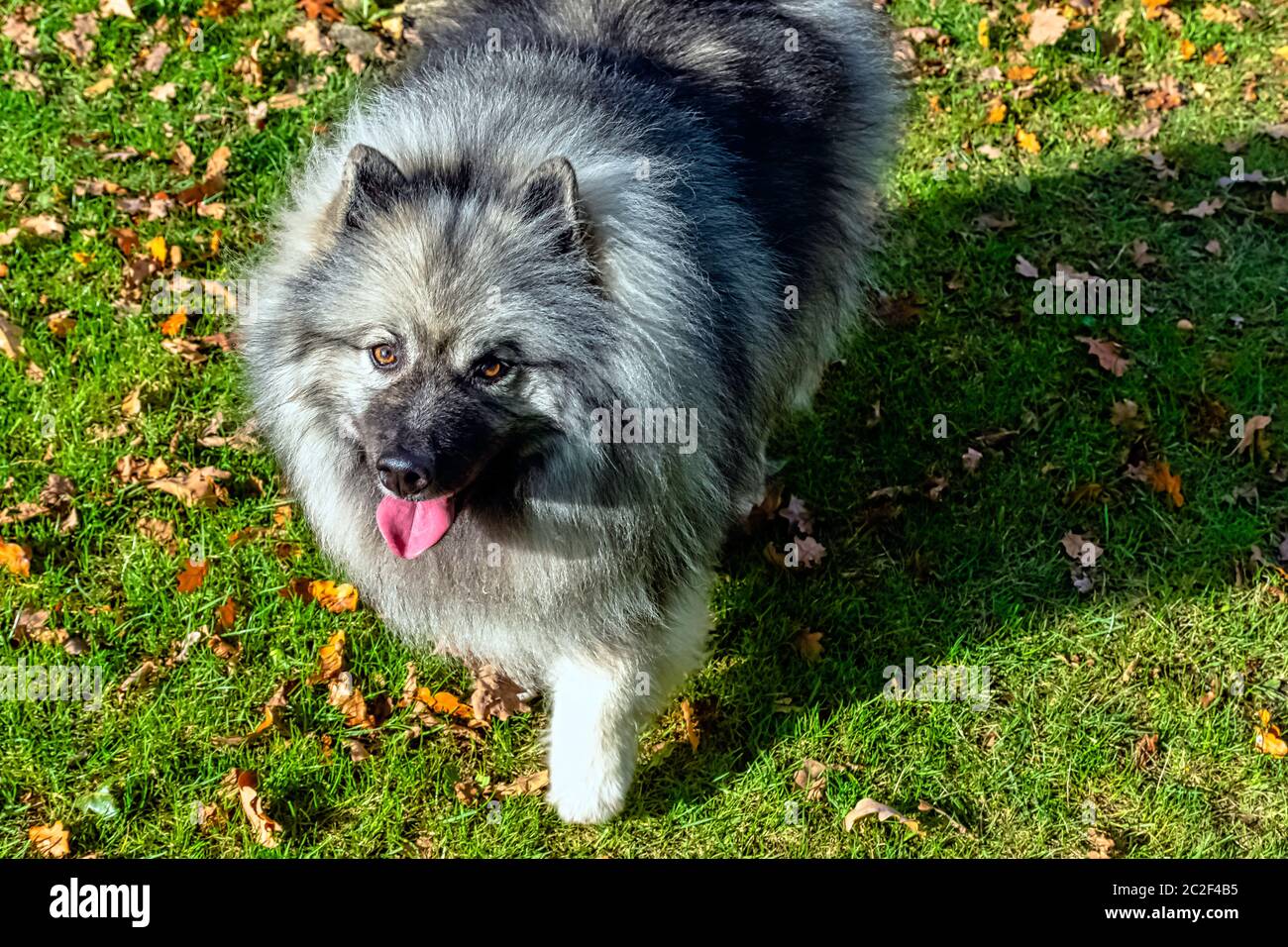 Keeshond ist ein mittelgroßer Hund mit einem weichen, zweischichtigen Fell aus Silber und schwarzem Fell mit einer Rüsche und einem gewellten Schwanz Stockfoto