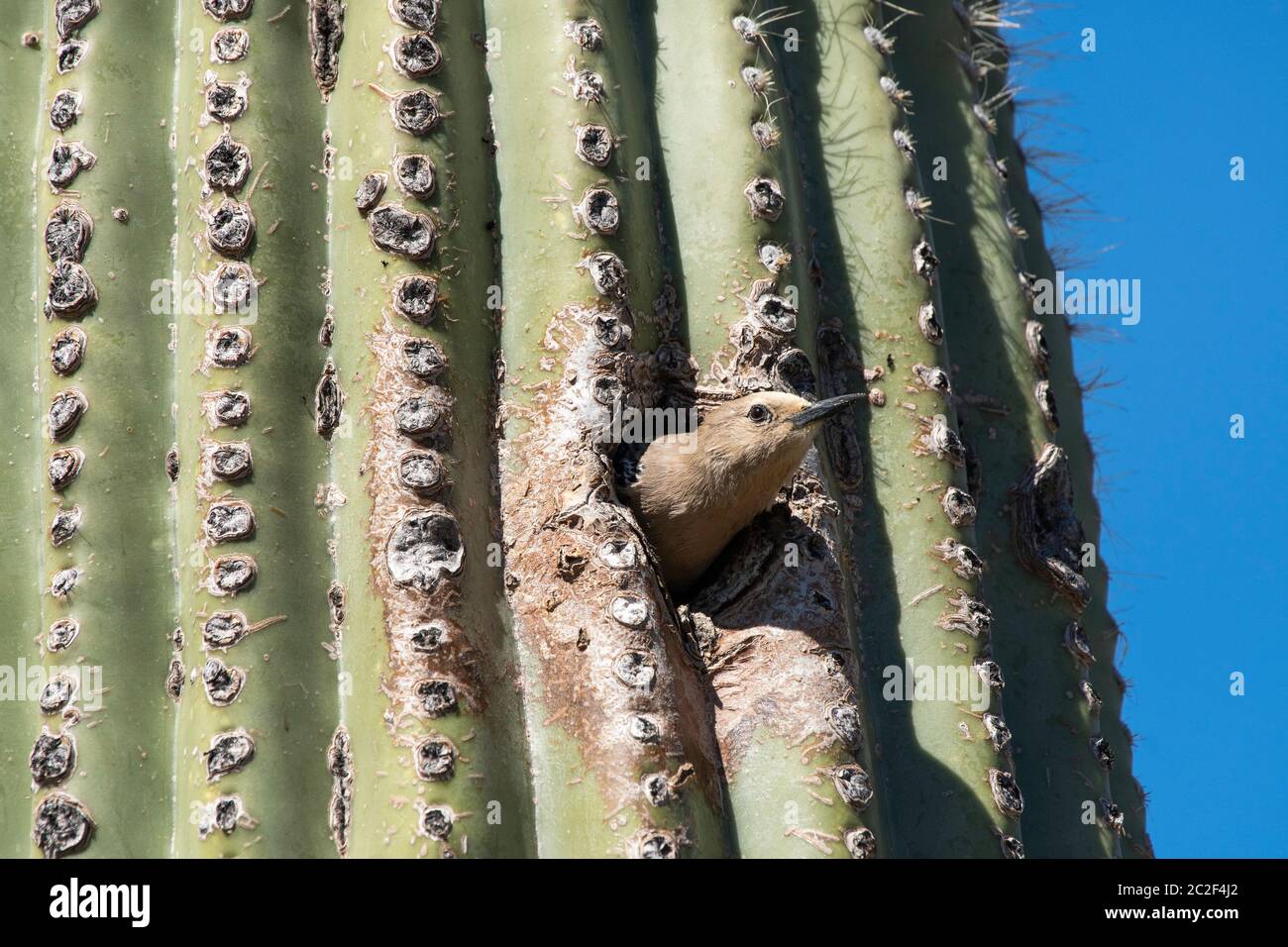 Ein weiblicher Gila-Specht, Melanerpes uropygialis, taucht aus seinem Nest in einem Saguaro-Kaktus, Carnegiea gigantea, im Arizona-Sonora Desert Museum, auf. Stockfoto
