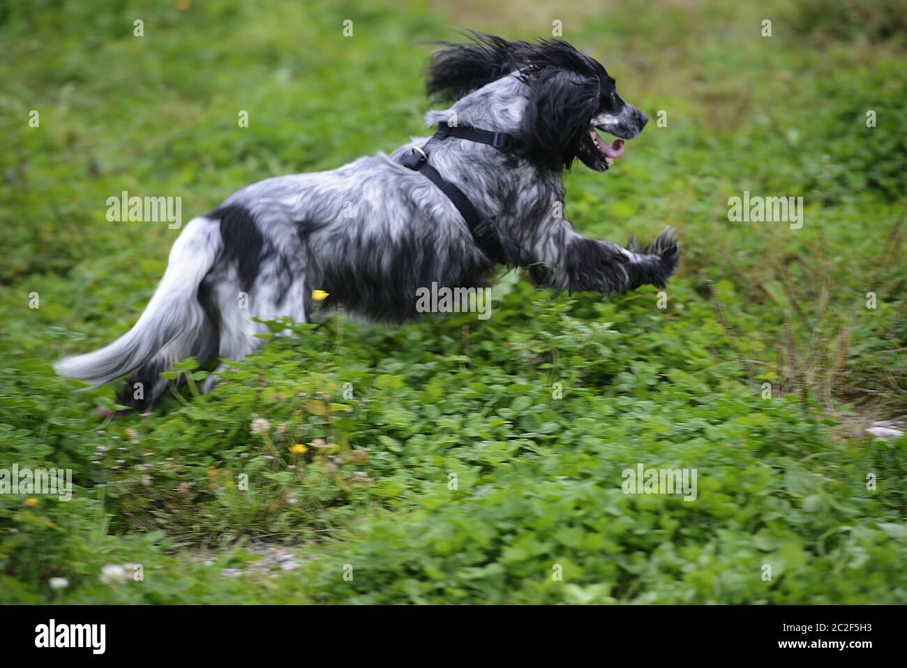 spaniel Hund läuft auf grünem Gras, weicher Fokus Stockfoto