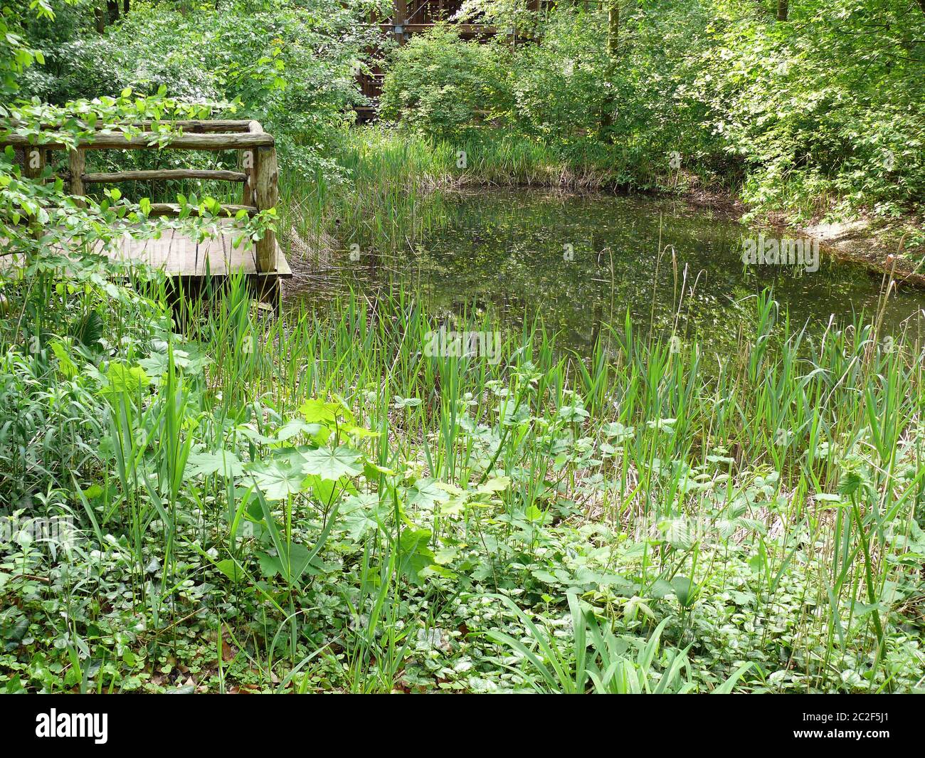 Stadtwald 'Eilenriede' in Hannover Stockfoto Stadtwald 'Eilenriede' in Hannover Stockfoto