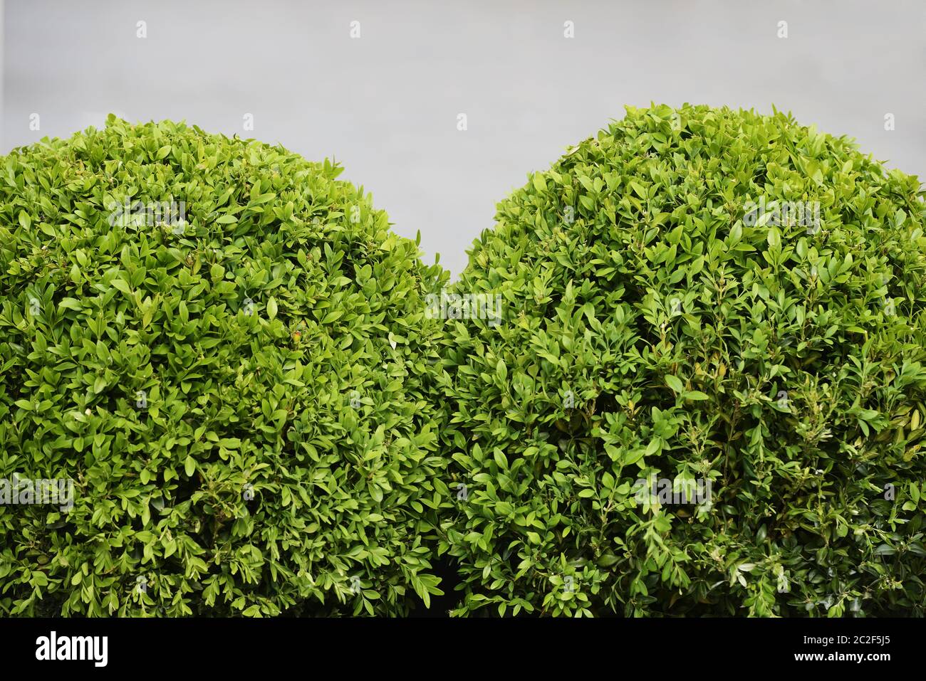 sphärische Buchsbaum Sträucher auf grauem Hintergrund Stockfoto