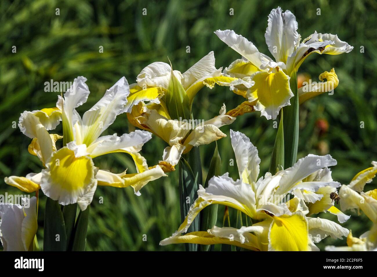 Weiße gelbe Iris spuria Bila Kytice Irises Stockfoto