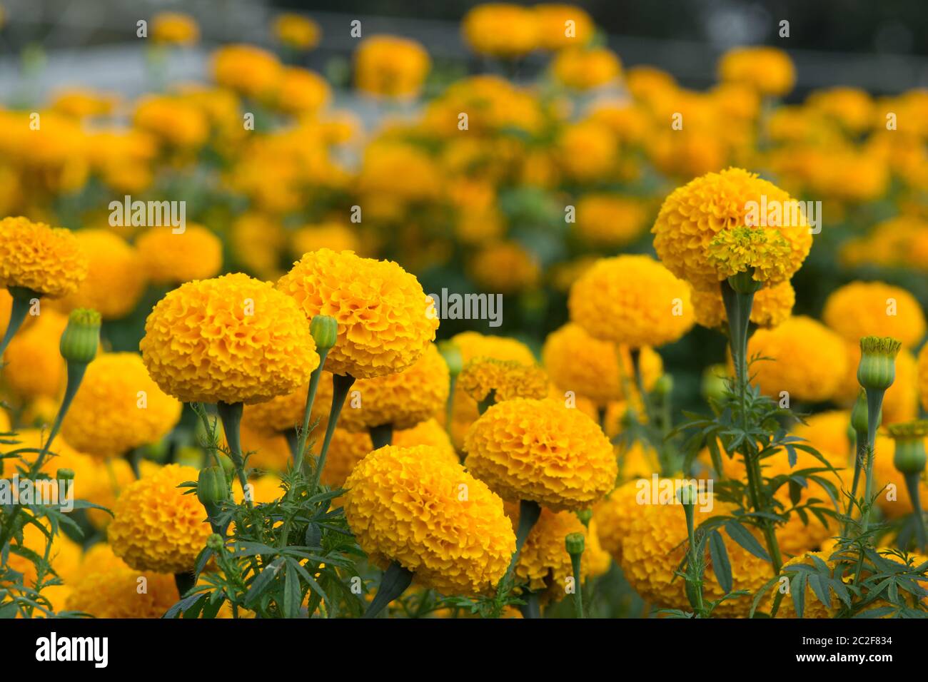 Orange Tagetes Blumenfelder, selektiven Fokus Stockfoto