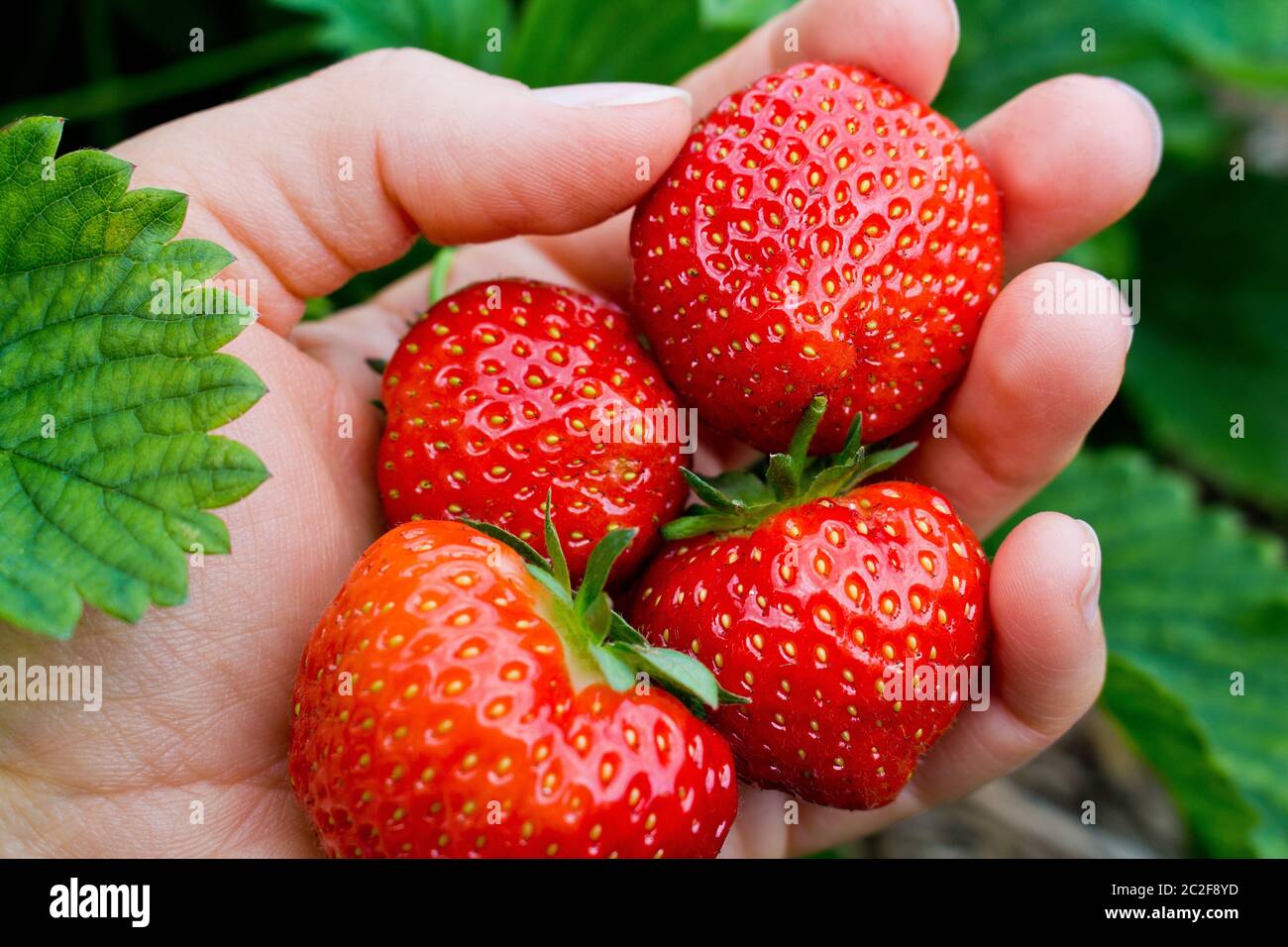 Pflücken Sie saftige rote Erdbeeren in der Hand. Stockfoto