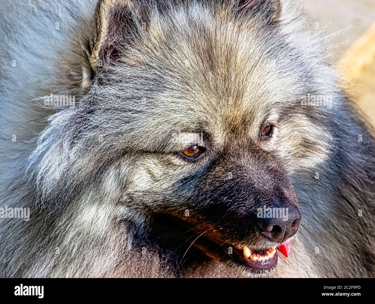 Keeshond ist ein mittelgroßer Hund mit einem weichen, zweischichtigen Fell aus Silber und schwarzem Fell mit einer Rüsche und einem gewellten Schwanz Stockfoto