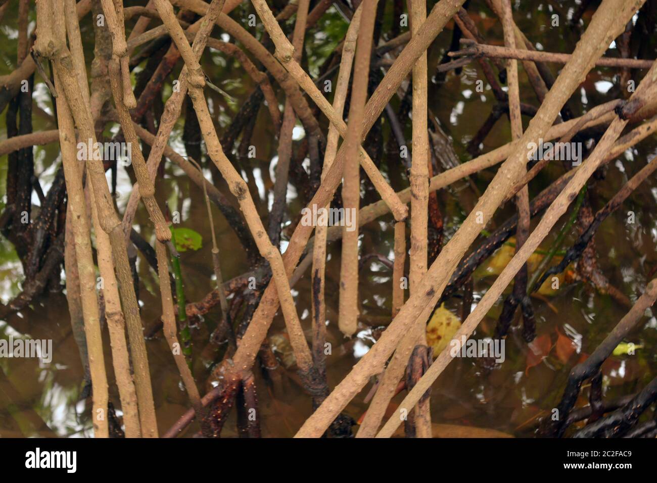 Mangrovewurzeln Stockfoto
