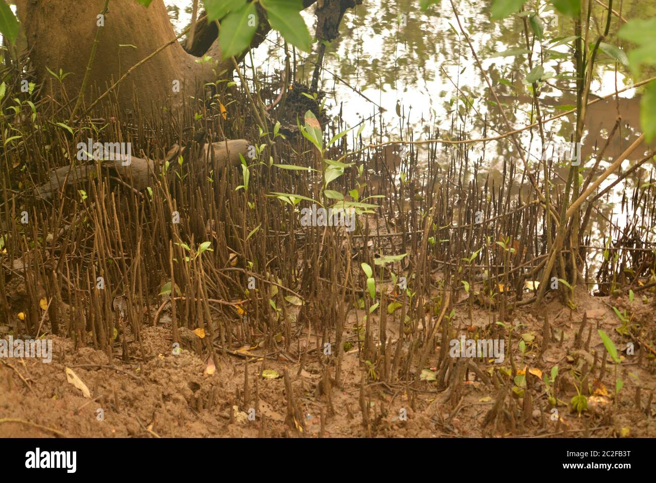 Mangroven, die Wurzeln atmen Stockfoto