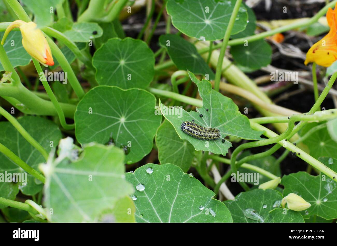 Zwei Kohl weißen Raupen auf ein halbes gegessen Kapuzinerkresse Blatt in einer Blume Garten Stockfoto