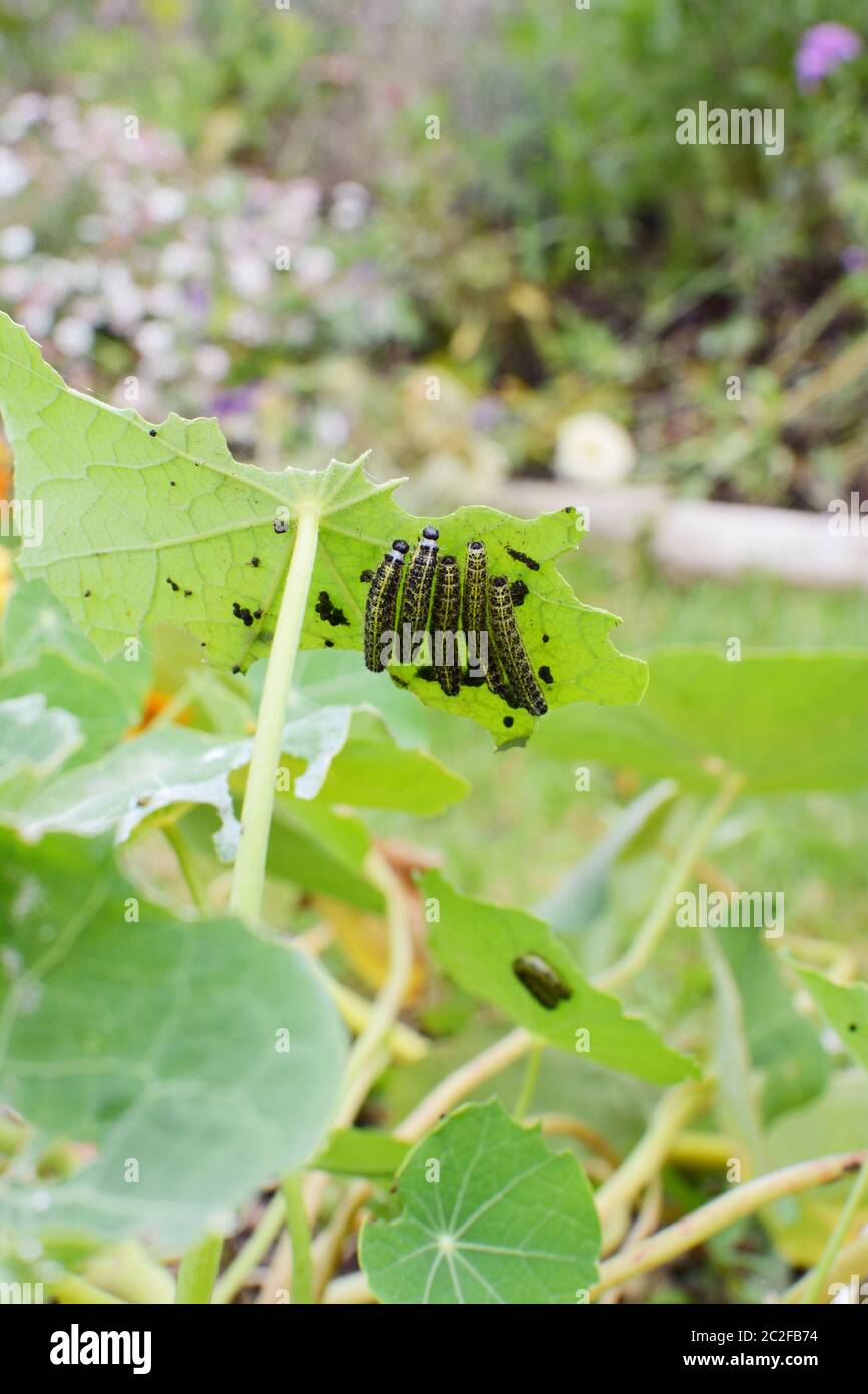 Fünf kleine Kohl weißen Raupen auf der Unterseite eines Kapuzinerkresse Blatt in einen blühenden Garten, essen das Laub Stockfoto