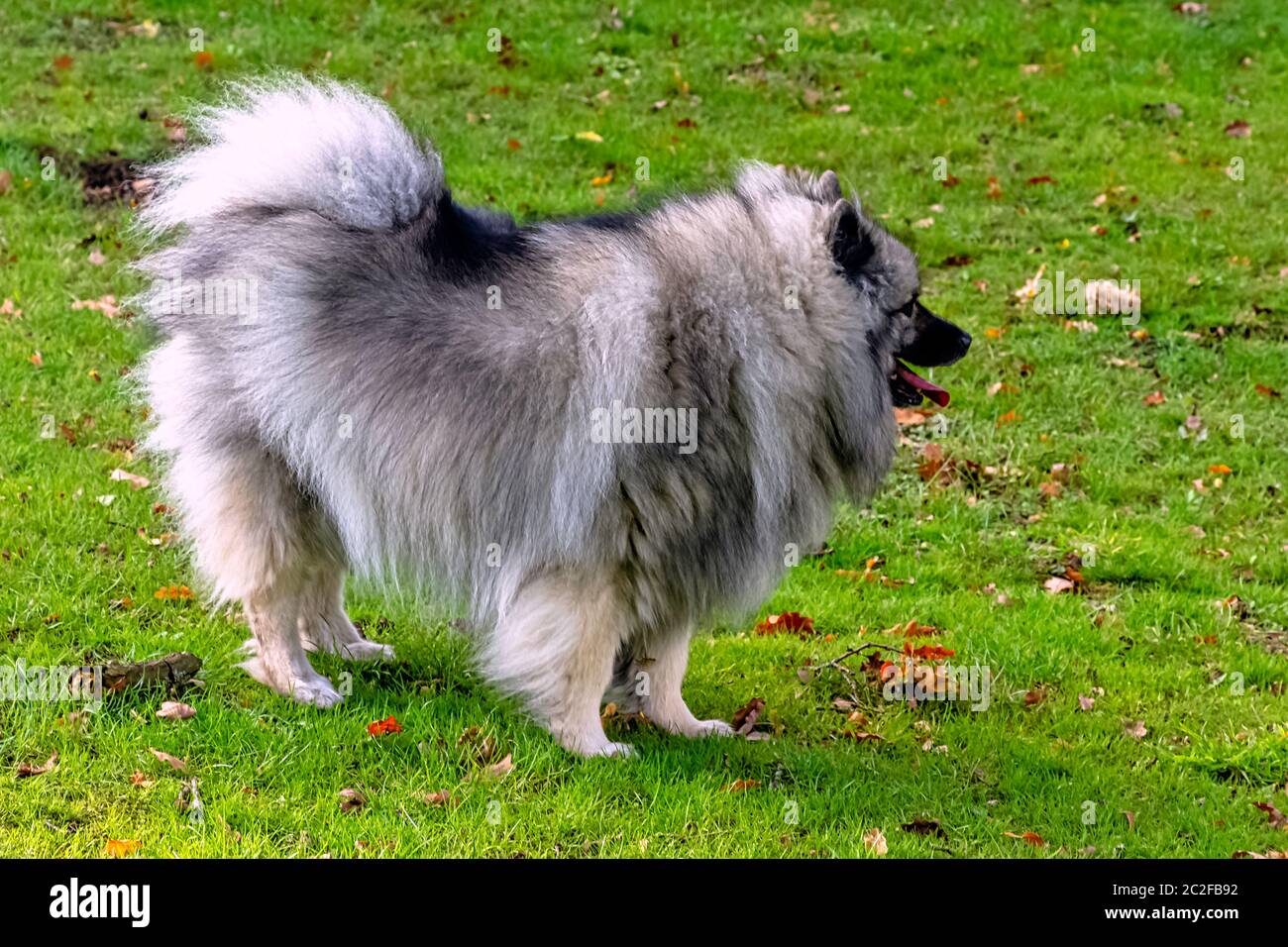 Keeshond ist ein mittelgroßer Hund mit einem weichen, zweischichtigen Fell aus Silber und schwarzem Fell mit einer Rüsche und einem gewellten Schwanz Stockfoto