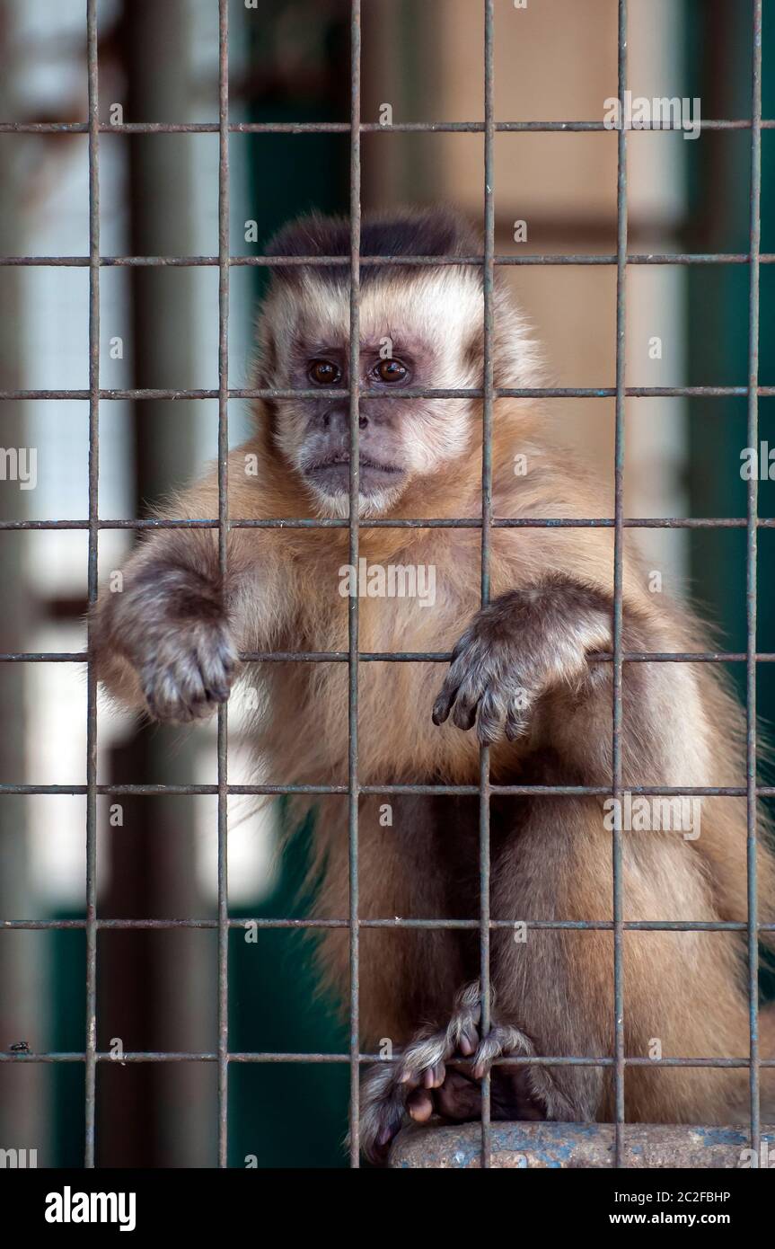 Der in Gefangenschaft gehaltene Affe sieht im Käfig traurig aus. Stockfoto