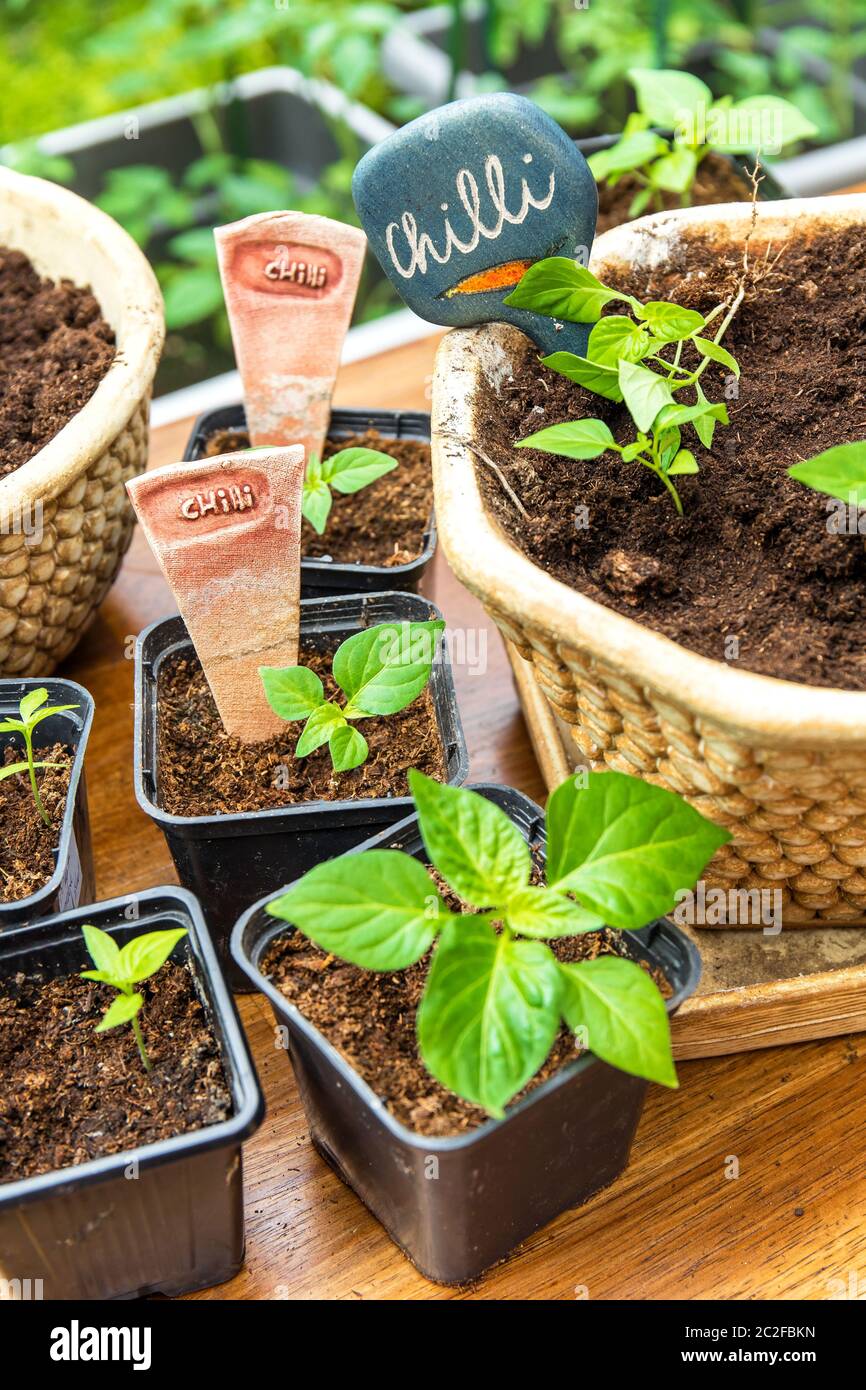 Chilischoten werden anbauen. Der Gärtner setzt auf Chili. Pfeffer Sämlinge wachsen in schwarzem Ton. Hausarbeit im Garten. Gemüseanbau. Stockfoto