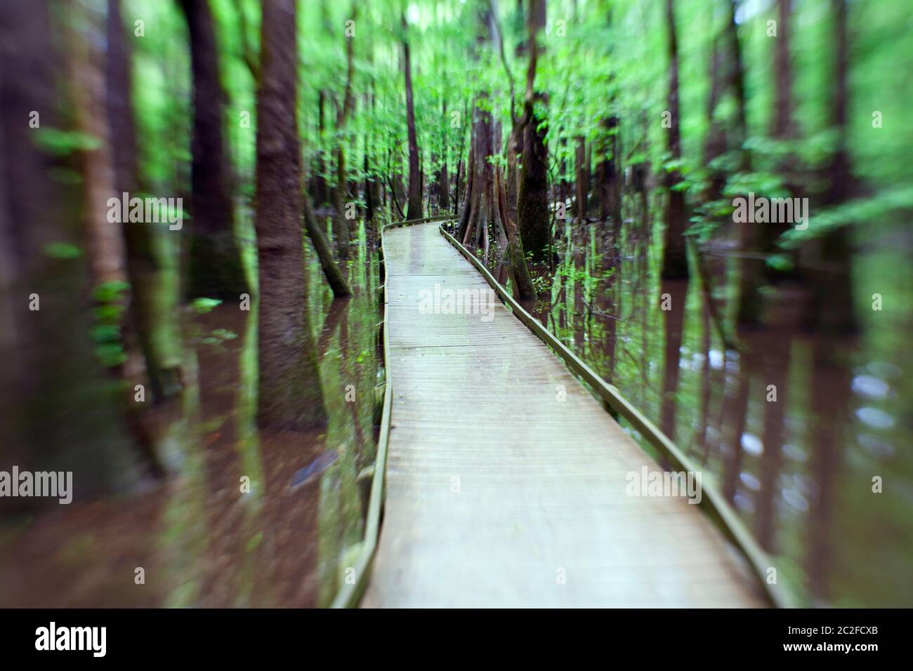 LB 00055-00 ... SÜDCAROLINA Boardwalk Trail im Congaree National Park. Stockfoto