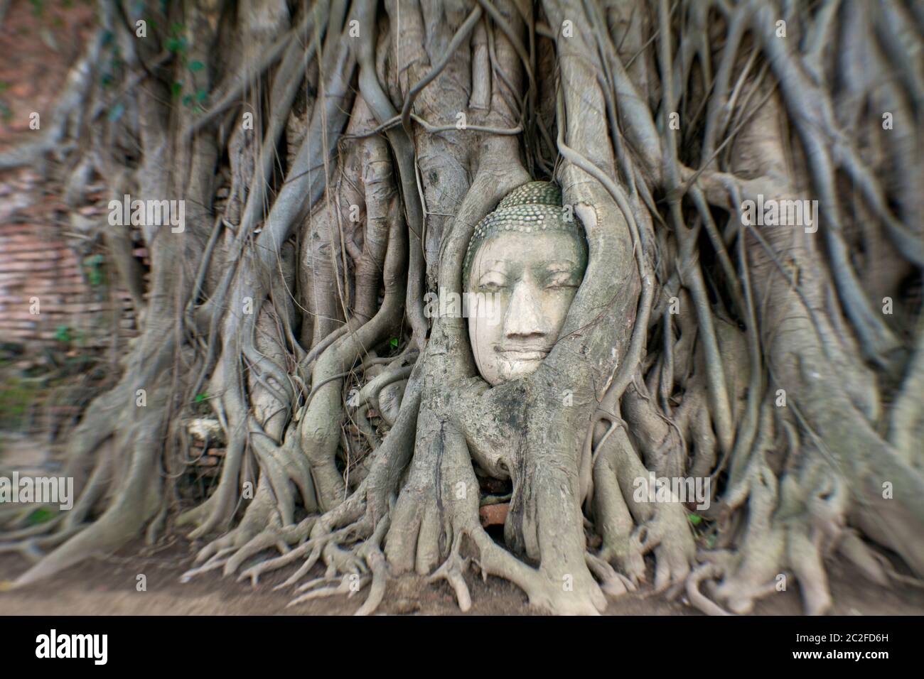 LB00101-00...THAILAND - Kopf eines buddha, der in Baumwurzeln verflochten ist, im Wat Maha That, Ayutthaya. LensBaby-Bild. Stockfoto