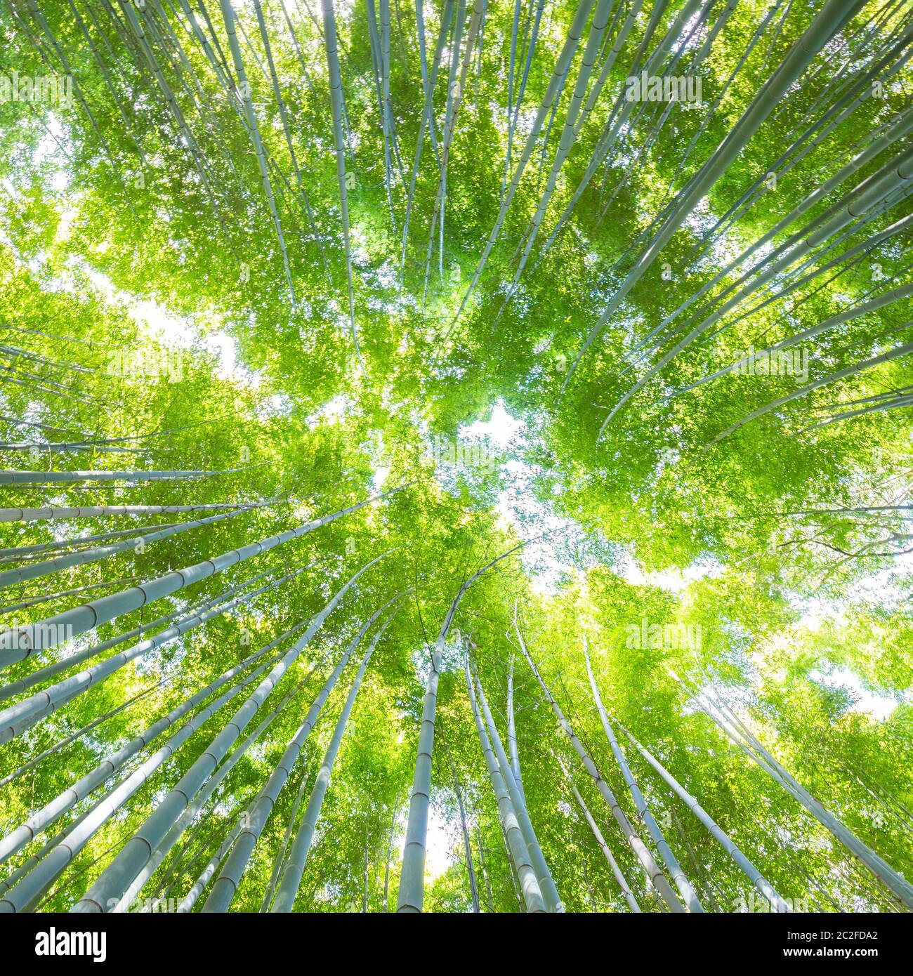 Üppige Vegetation in berühmten touristischen Website Bambus Wald, Kyoto, Japan. Blick nach oben in den Himmel. Stockfoto